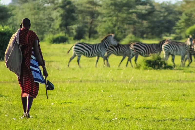 Massai-Krieger geht durch die Savanne